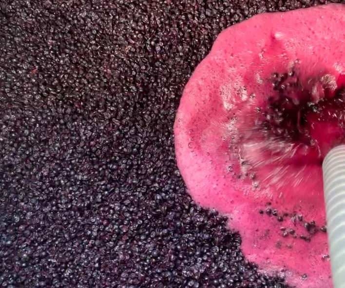 Raisins de Chenin Blanc, Viognier et Syrah du Swartland, Afrique du Sud