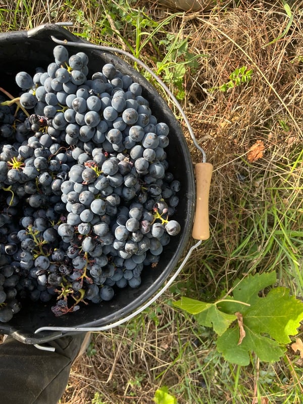 Précommandez vos Bouteilles